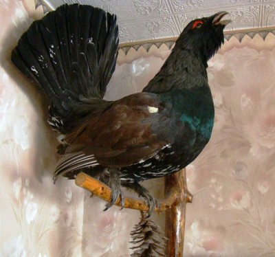 Чучело глухаря.jpg (65.63 КБ) 4917 просмотров Чучело глухаря.jpg