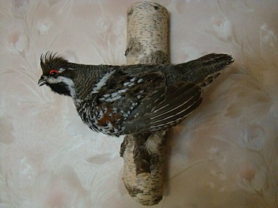 Чучело рябчика.jpg (57.67 КБ) 4629 просмотров Чучело рябчика.jpg