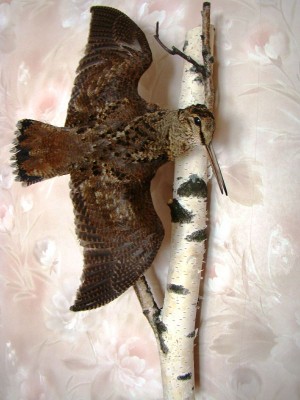 Чучело вальдшнепа.jpg (75.01 КБ) 4763 просмотра Чучело вальдшнепа.jpg