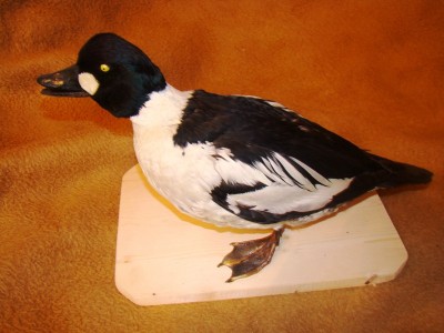 Чучело гоголя.jpg (90.35 КБ) 4763 просмотра Чучело гоголя.jpg