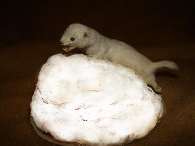 Чучело ласки.jpg (66.91 КБ) 4916 просмотров Чучело ласки.jpg