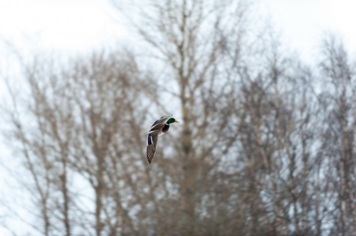DSC_6306_1.jpg