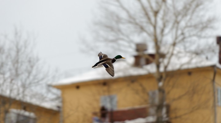 DSC_6309_1.jpg