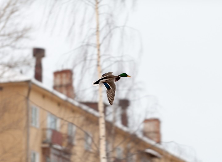 DSC_6310_1.jpg