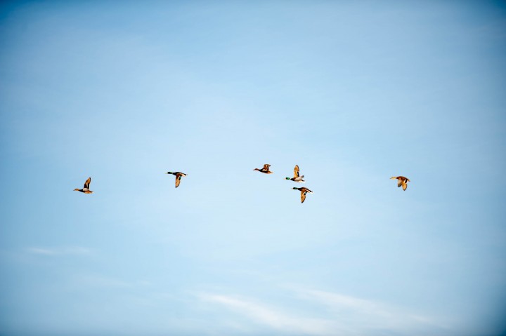 DSC_0817.jpg