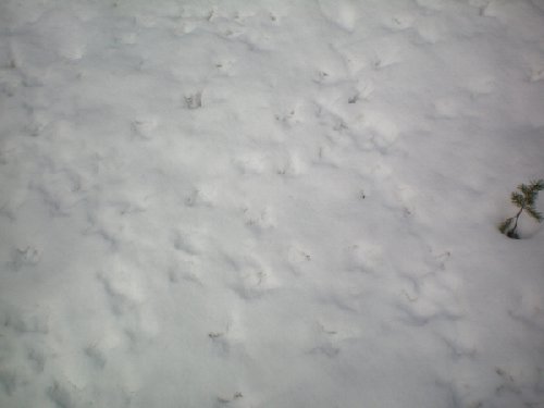 натоптано_2