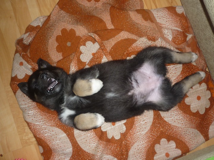 1 мес.