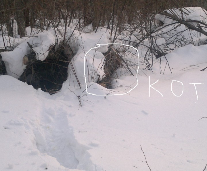 Кот под валежиной.jpg