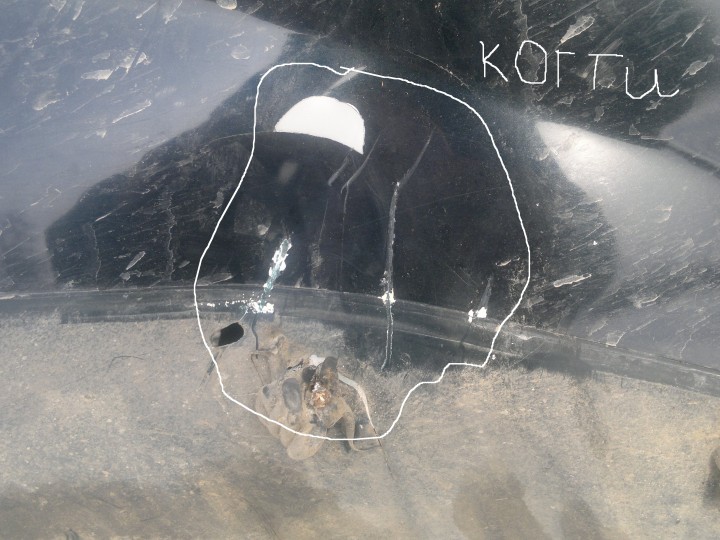 И когтей.jpg