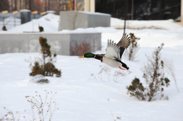 DSC_5800.jpg
