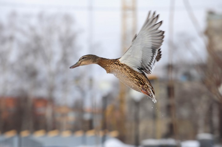 DSC_5822.jpg