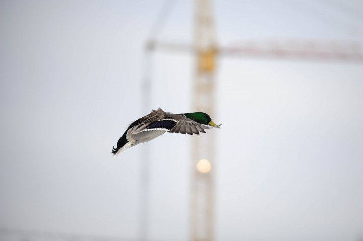 DSC_5917.jpg