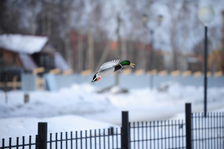 DSC_6058.jpg
