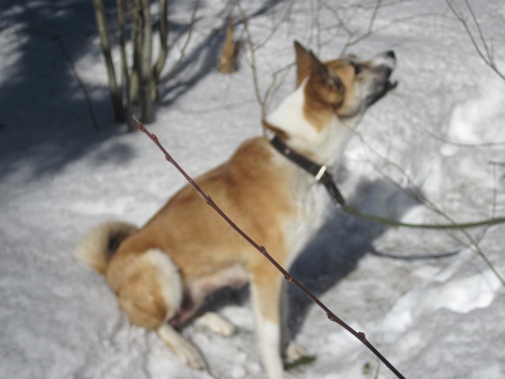Айна