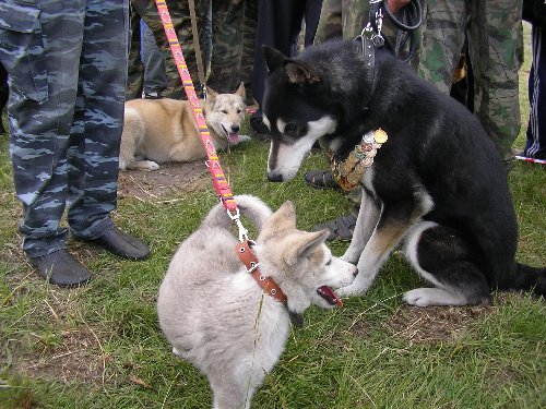 Р’С‹СЃС‚Р°РІРєР° 031.jpg