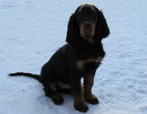 pupp.jpg