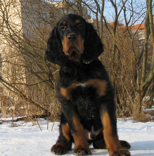 pupp3.jpg