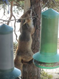 kettu_puussa_netti_491621b[1].jpg