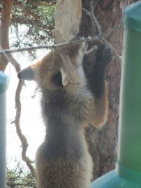 kettu_puussa_netti2_491622b[1].jpg