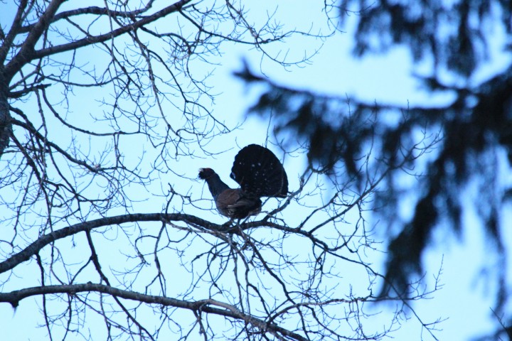 IMG_3290.JPG