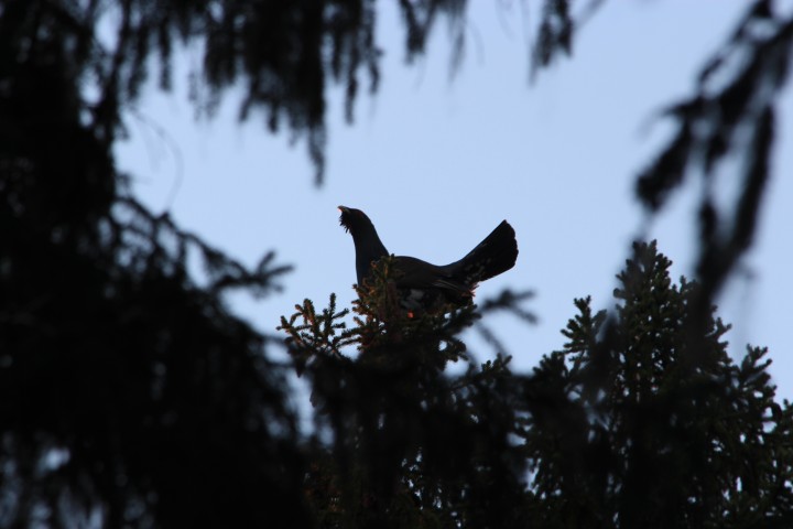 IMG_3321.JPG