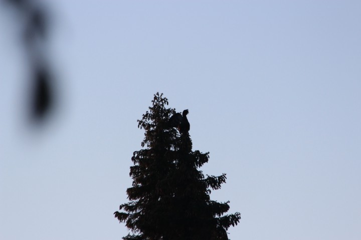 IMG_3341.JPG