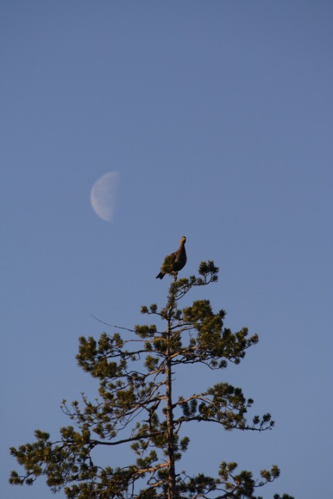 IMG_9825o.JPG