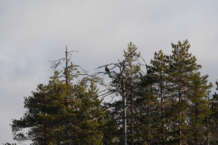IMG_9856o.JPG