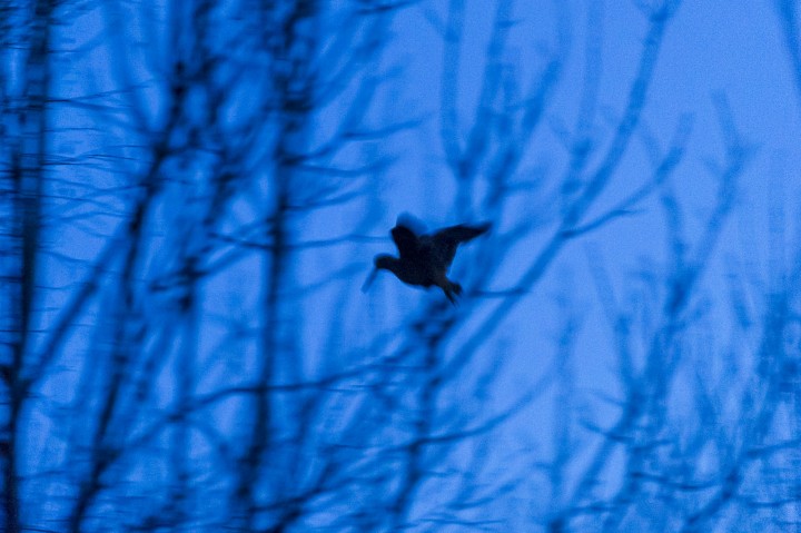 DSC_7018.jpg
