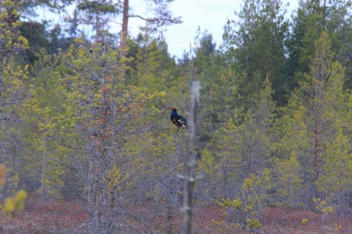 IMG_3436.JPG