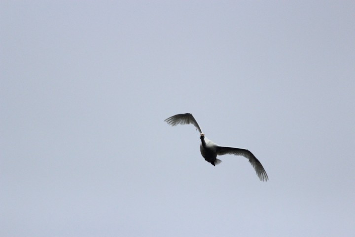 IMG_3595.JPG