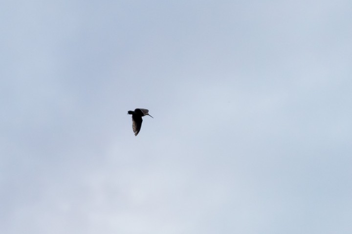 DSC_9275.jpg