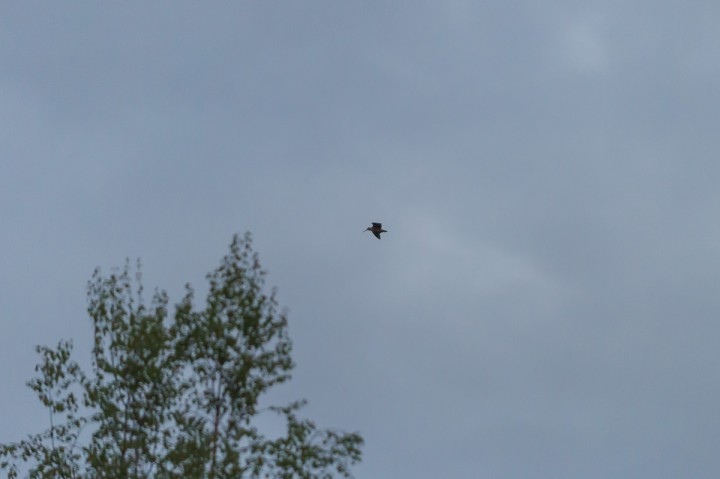 DSC_9286.jpg