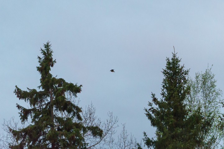 DSC_9297.jpg