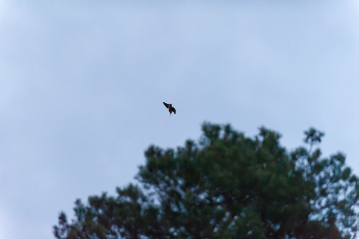 DSC_9338.jpg