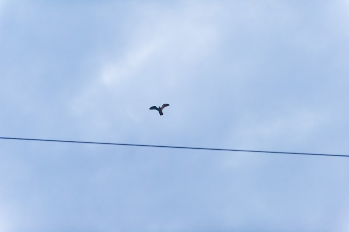 DSC_9342.jpg