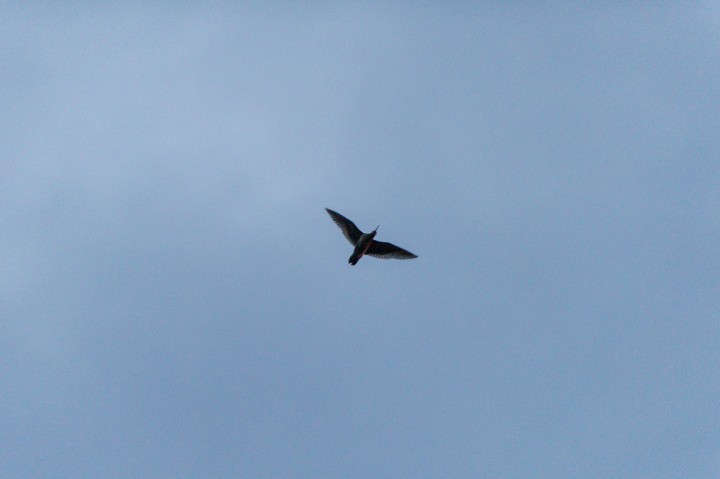 DSC_9346.jpg