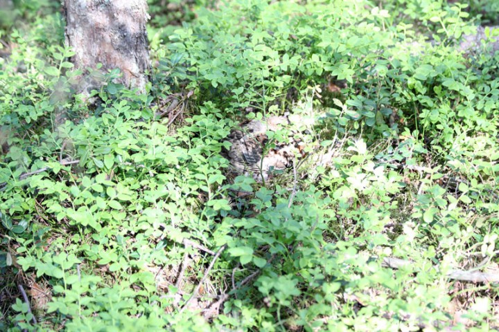 IMG_0145.jpg