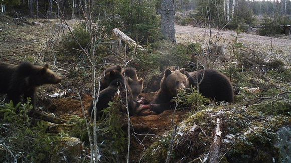 karhu+riistakamera+karhuperhe+karhut+karhuemo+pennut[1].jpg