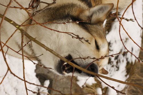 _MG_3550.JPG