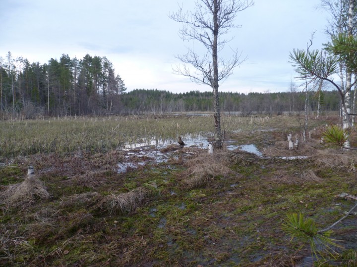 P1050640.jpg
