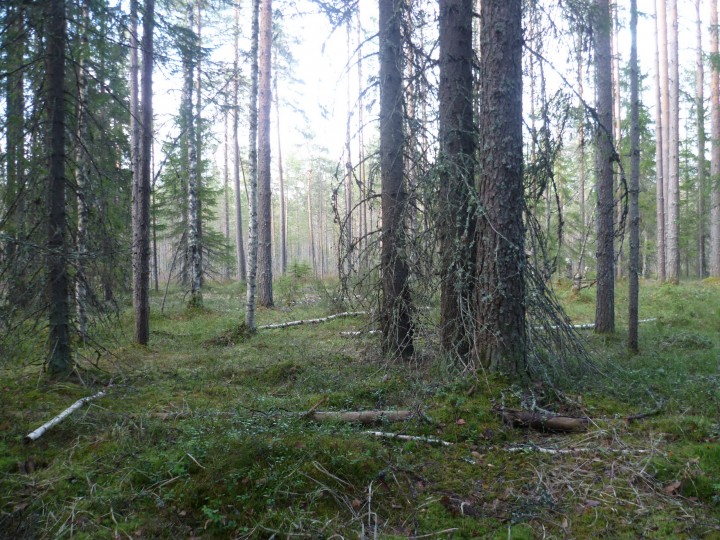 P1050547.jpg