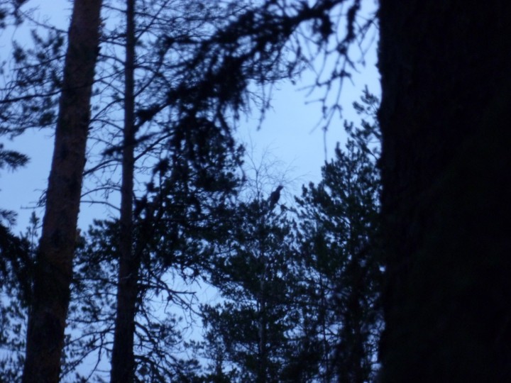 P1050553.jpg