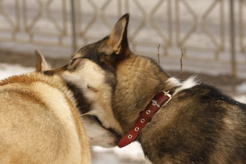 _MG_3701.JPG