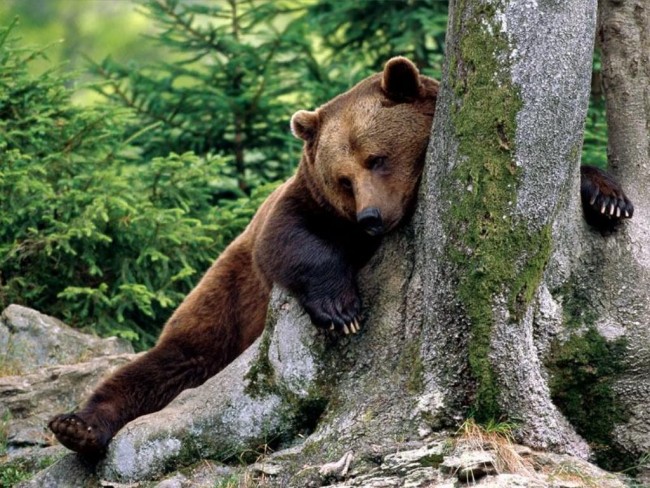 teddy_bear_002.jpg