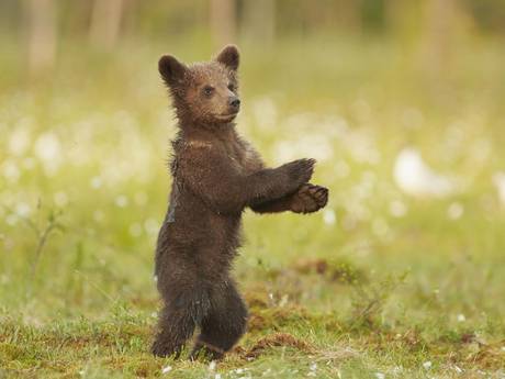 gangnam-bear-3[1].jpg