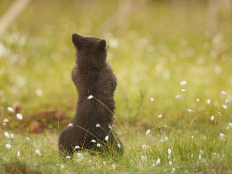 gangnam-bear-4[1].jpg