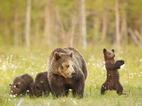 gangnam-bear-5[1].jpg