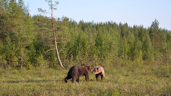 karhu+petoel%C3%A4in+luonto+otso+mesik%C3%A4mmen+karhunkatselu+Suomussalmi+wild+life+mets%C3%A4+Martinselkosen+er%C3%A4keskus+petobongaus[1].jpg