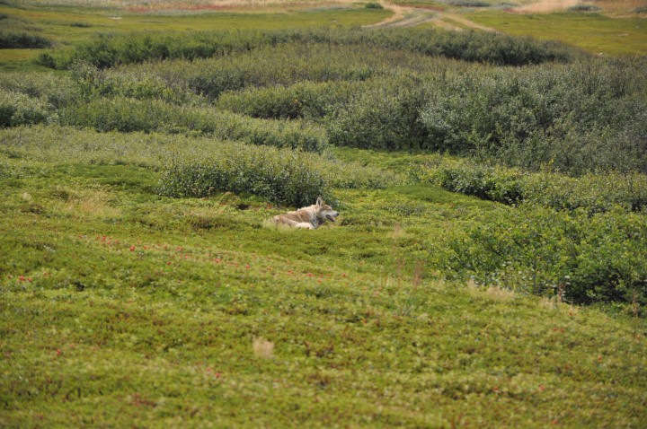 DSC_0960.jpg